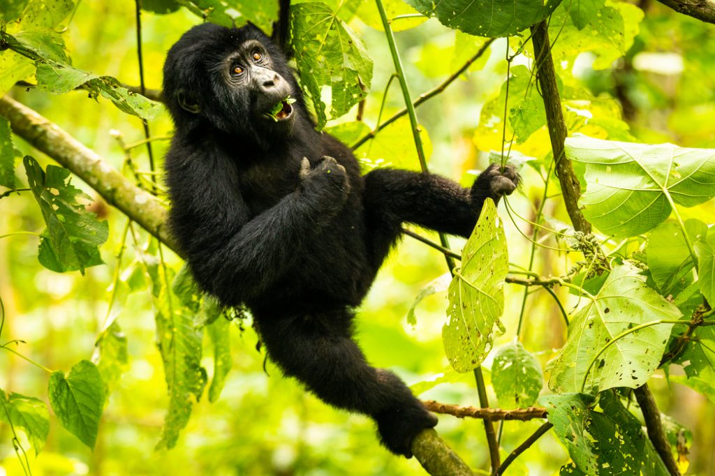 Young-gorilla-1-1-1024x682.jpg