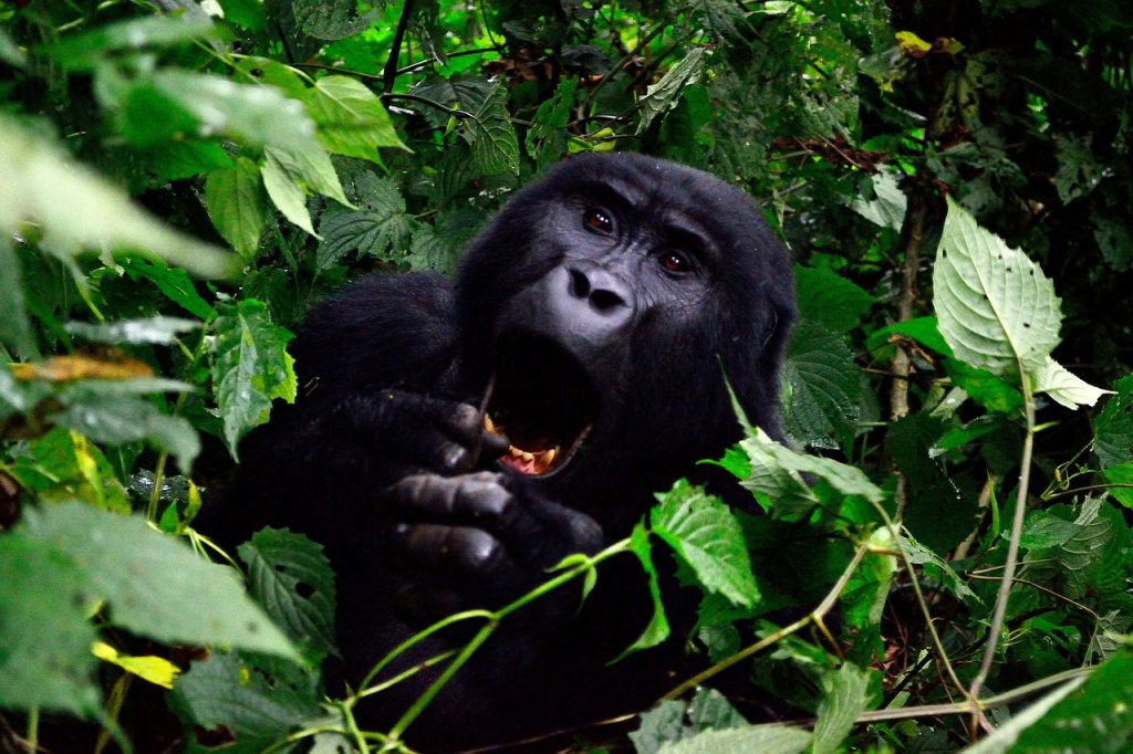 Mountain-gorilla-1024x682.jpg