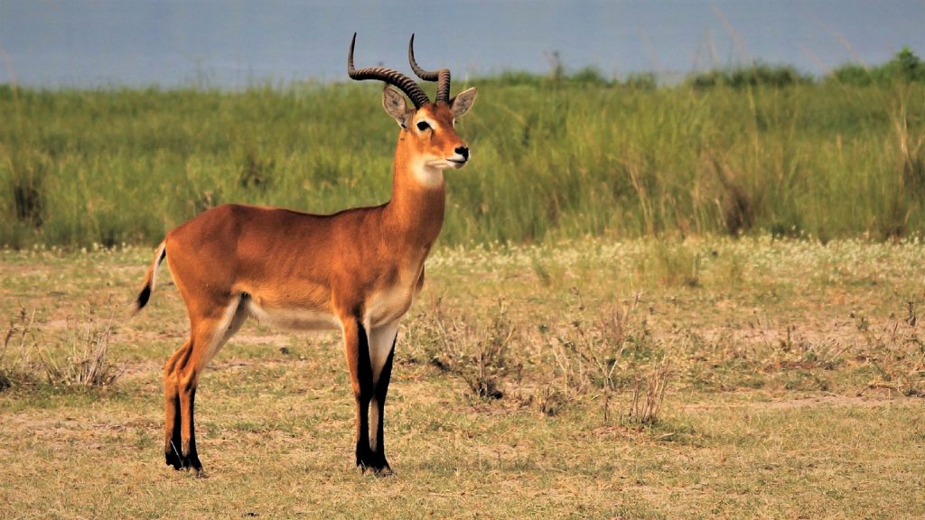 Uganda-kob-1024x576.jpg