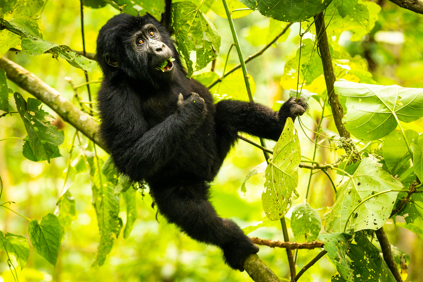 Young-gorilla-1-1.jpg