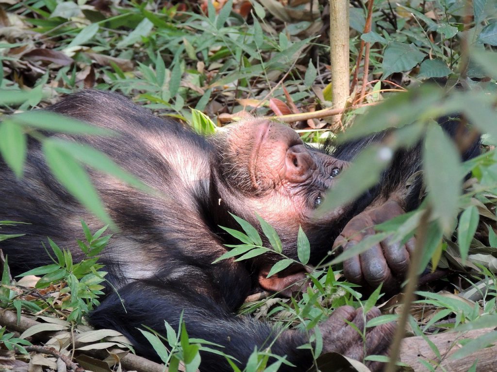 chimpanzee-Tanzania-1024x768.jpg