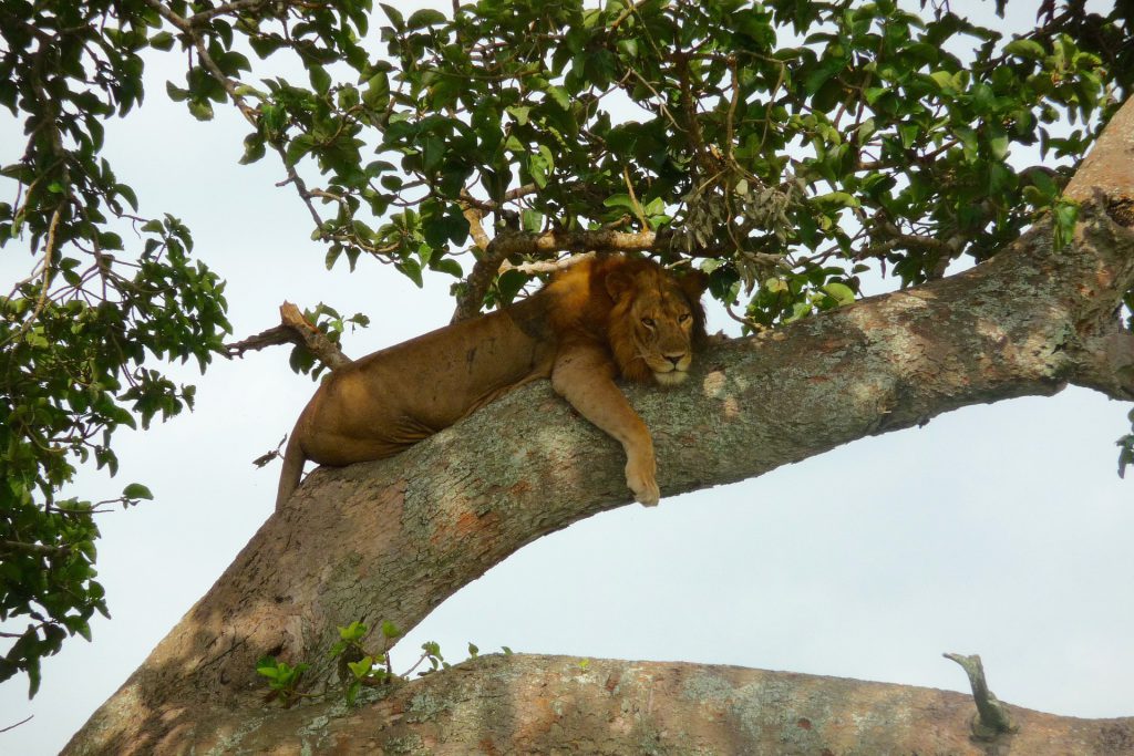 uganda-2575828_1920-1024x683.jpg