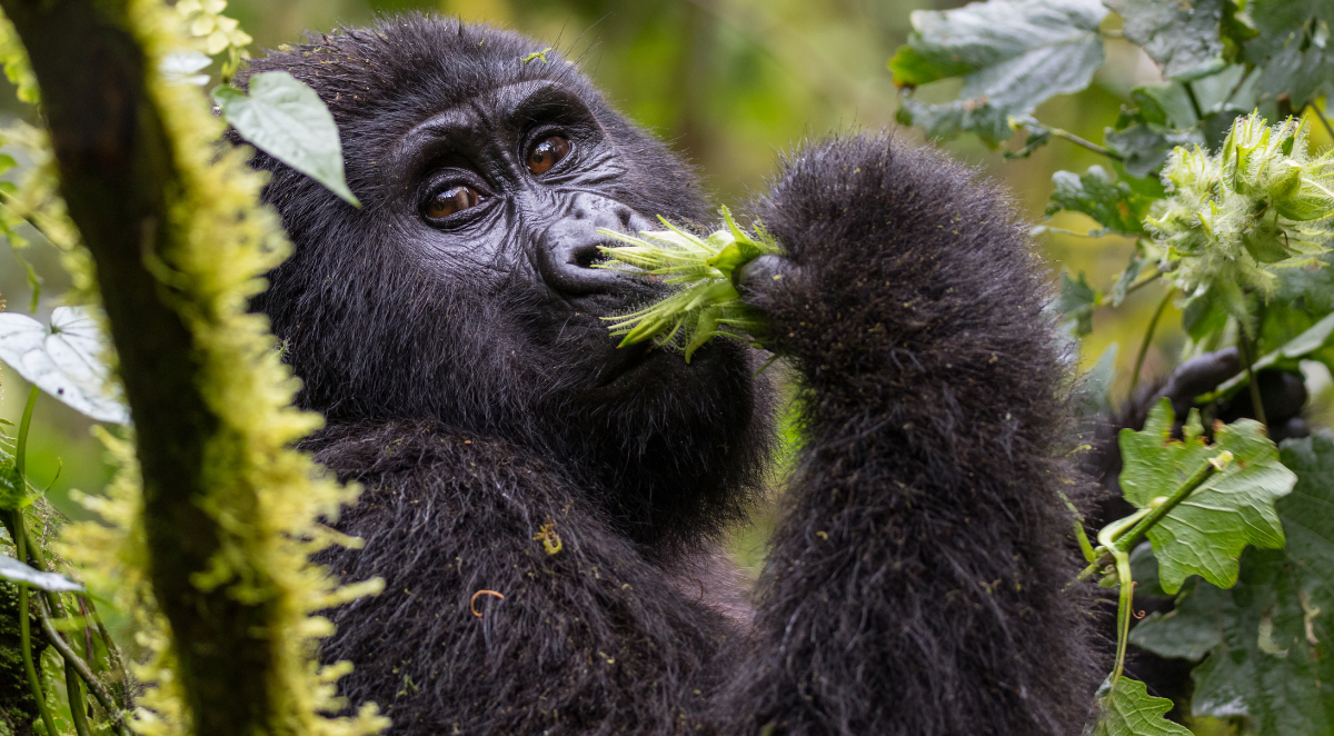 Mountain Gorilla