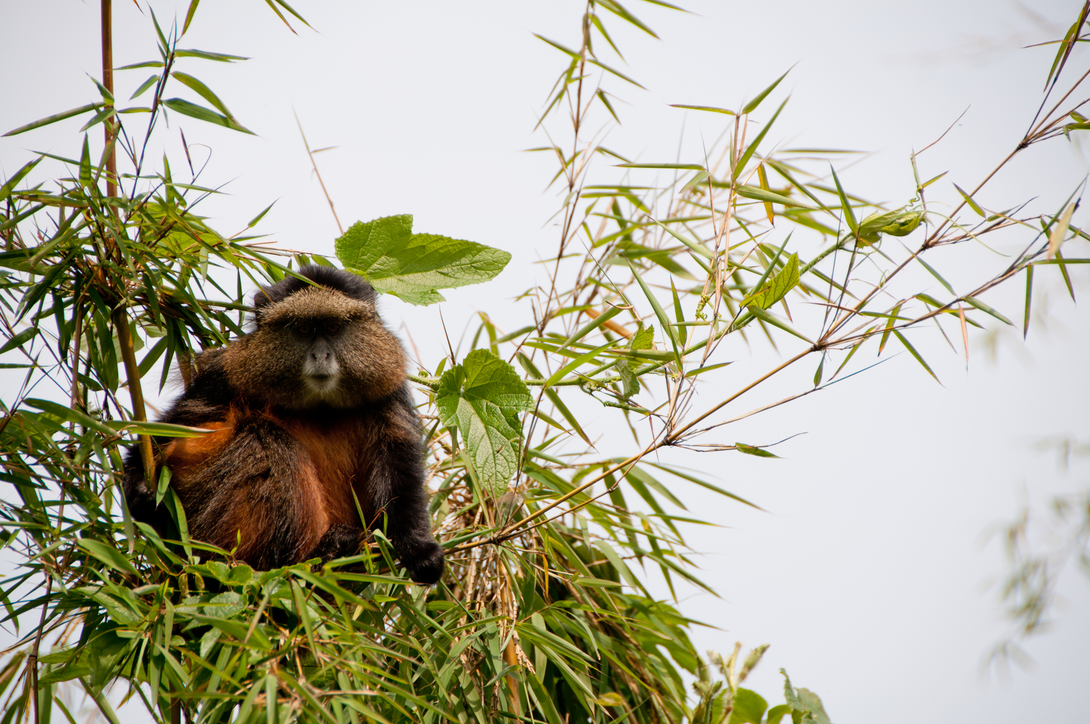 A golden monkey spotted in Rwanda's Volcanoes National Park.