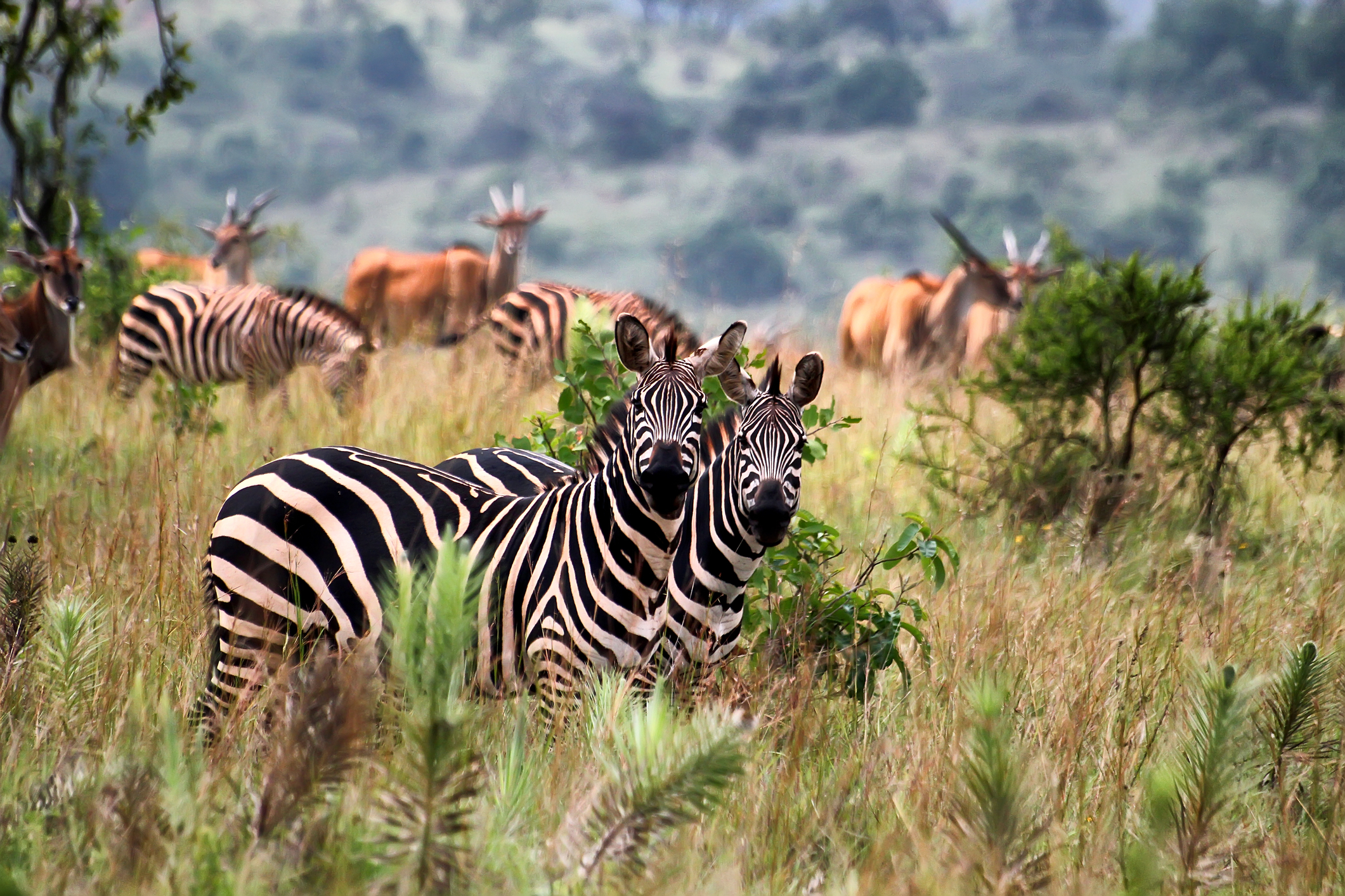Wildlife, zebras and elands, in Akagera National Park in Rwanda