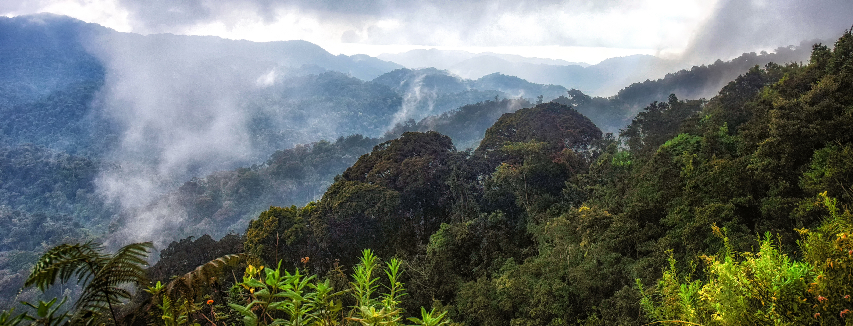 Tropical rainforest of Nyungwe National Park, Rwanda