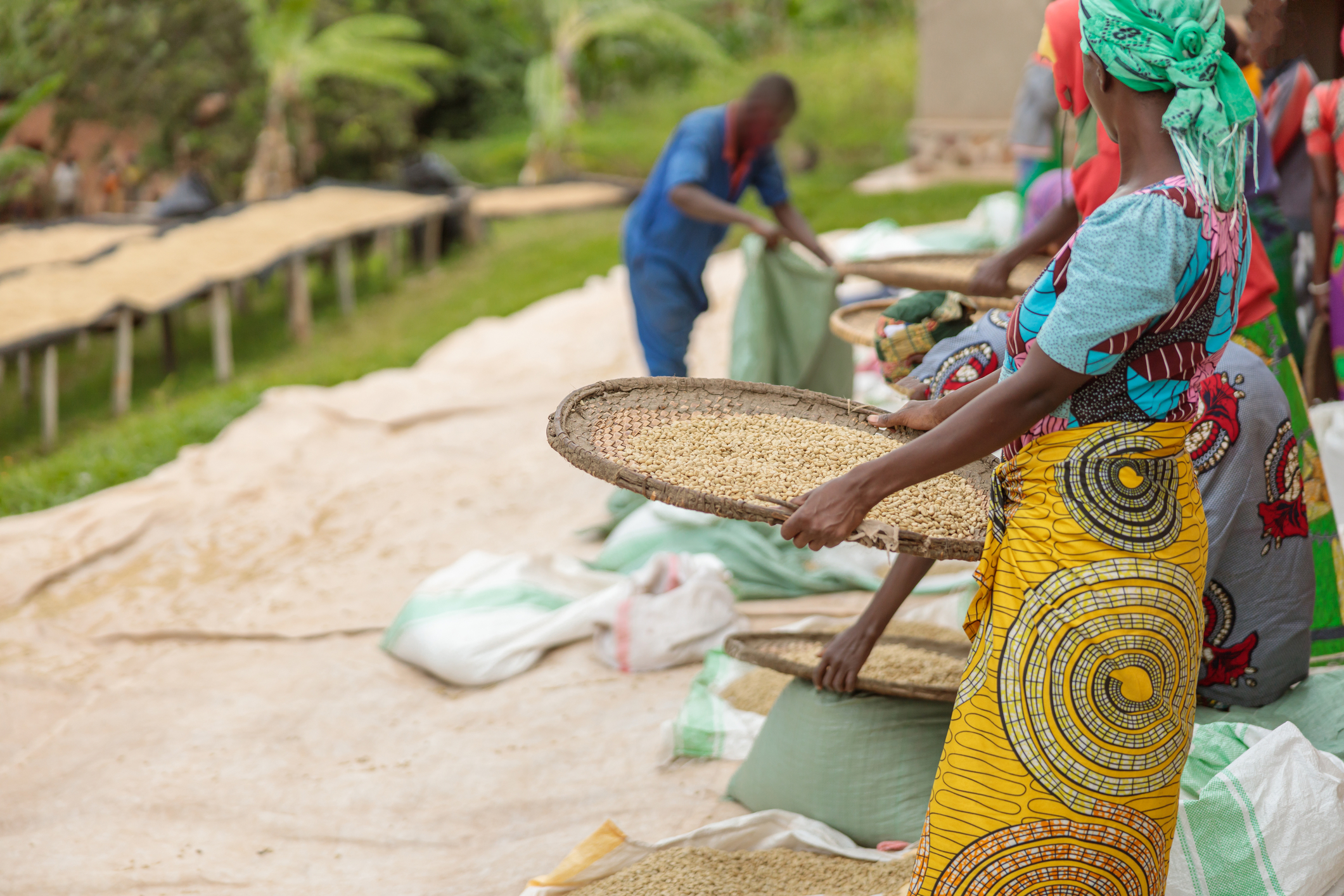 Rwandan coffee farm workers sifting coffee beans in woven baskets trays
