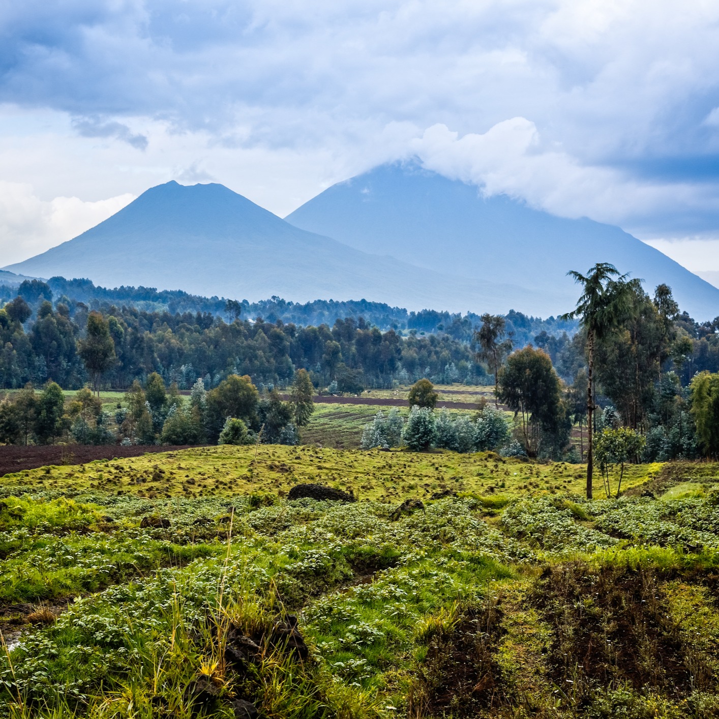Rwanda's Volcanoes National Park