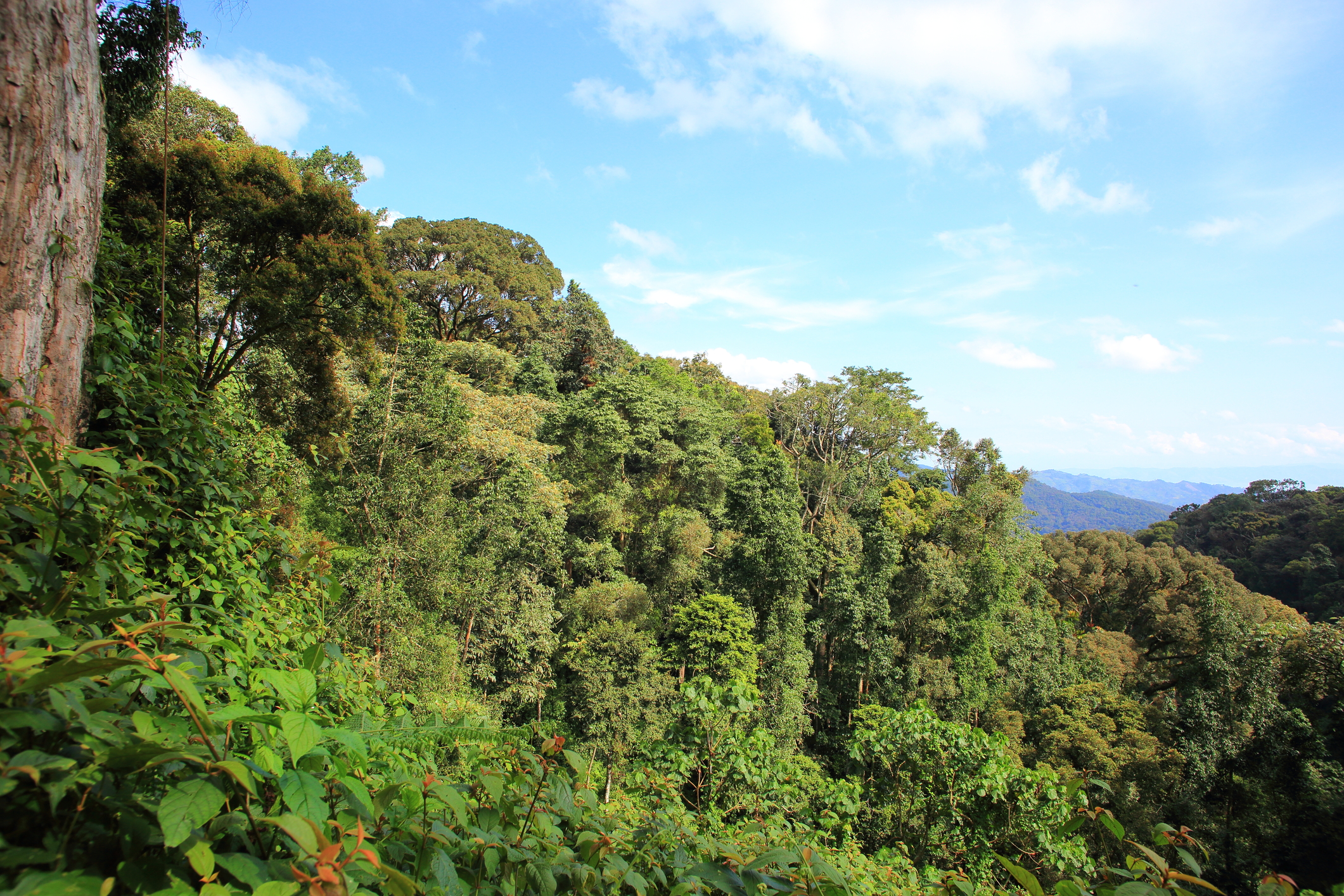 Nyungwe Forest hike, SW Rwanda