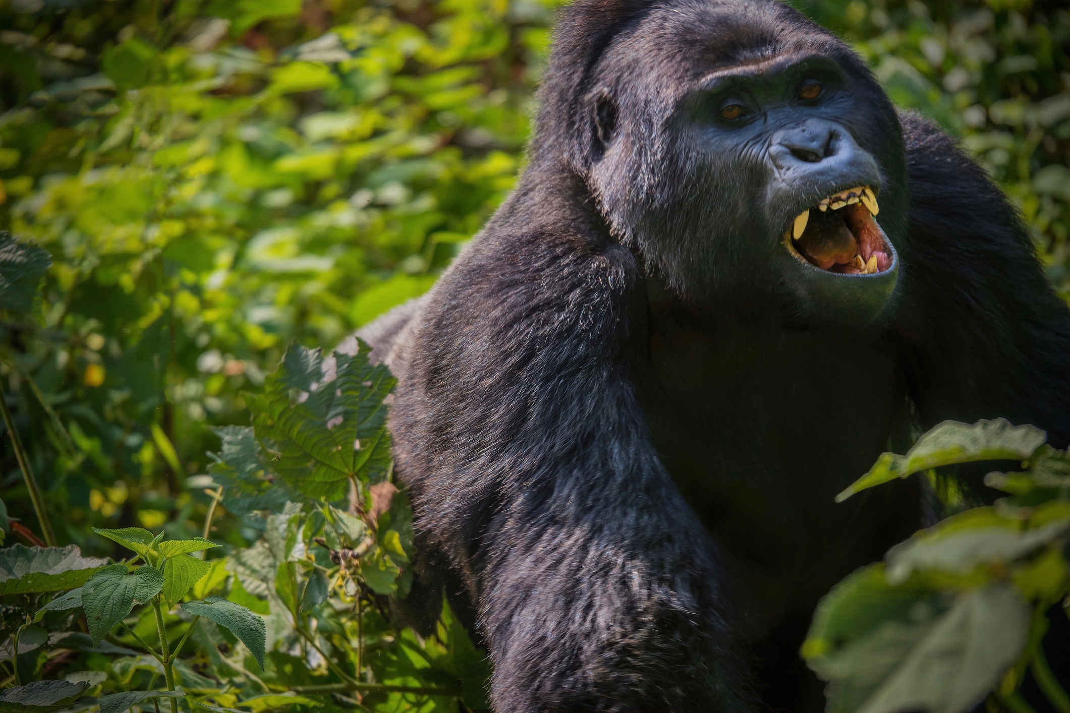 Mountain gorilla charging at another gorilla