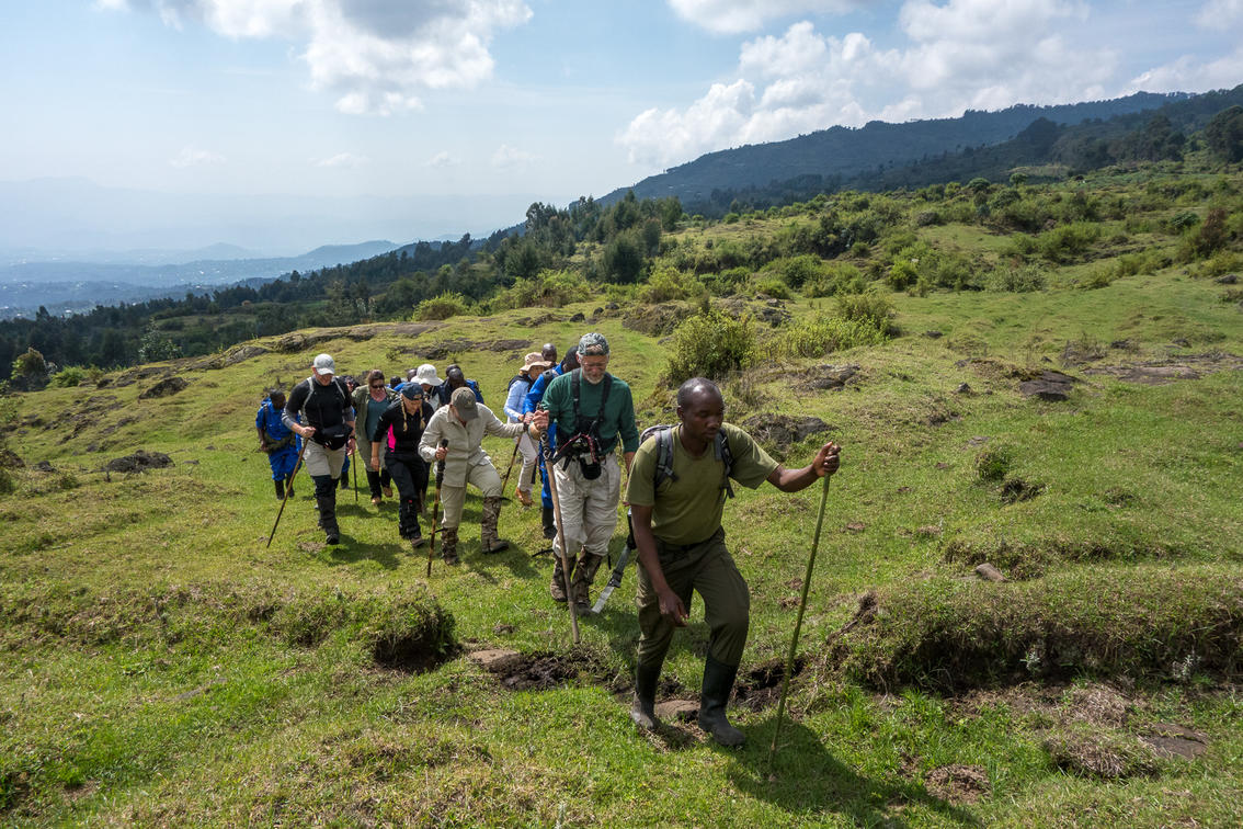 Hikers with guide on a mountain gorilla trek in the open land below the forest, Volcanoes National Park, Rwanda