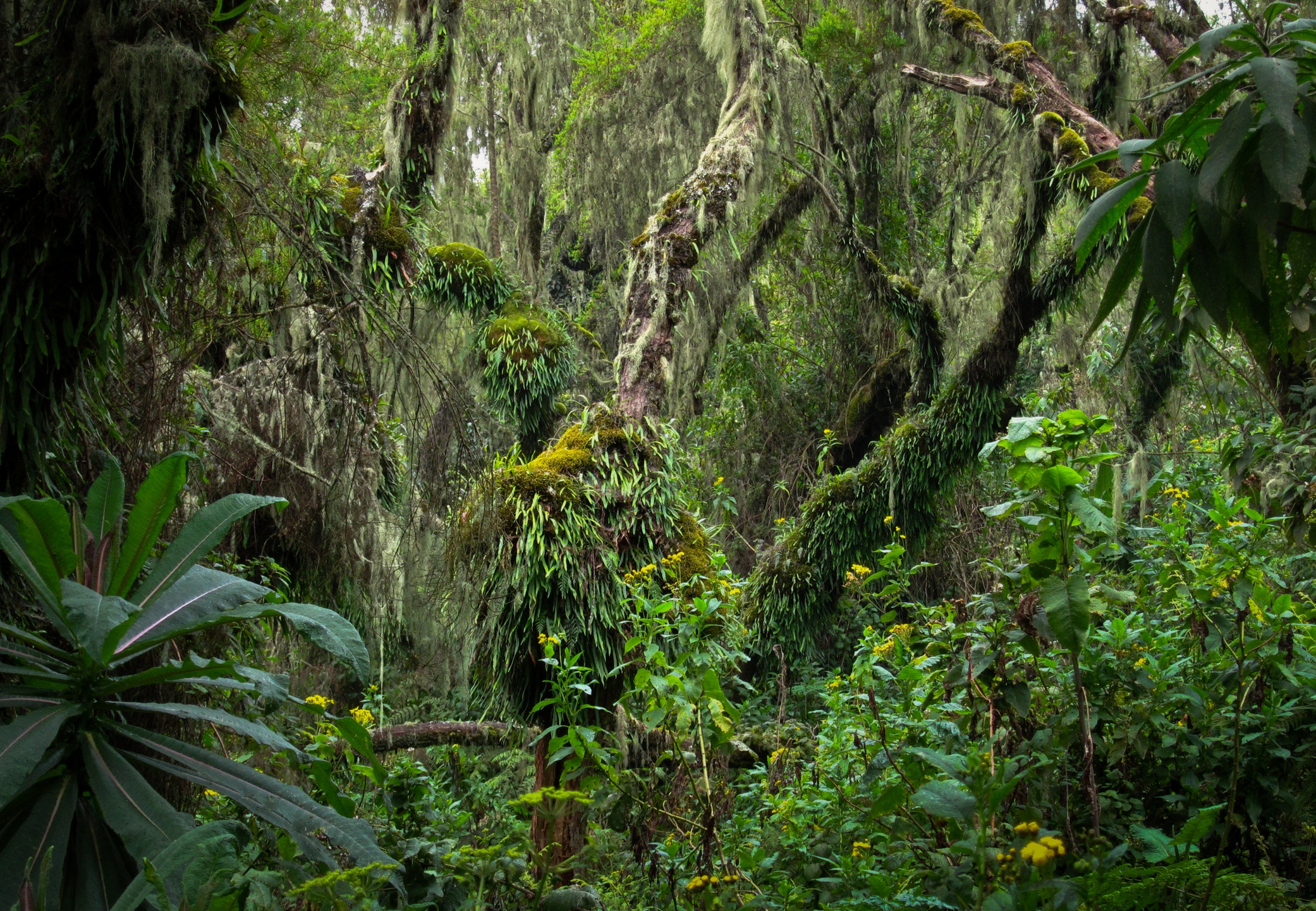 Rainforest vegetation, Rwanda rainforest. Volcanoes National Park