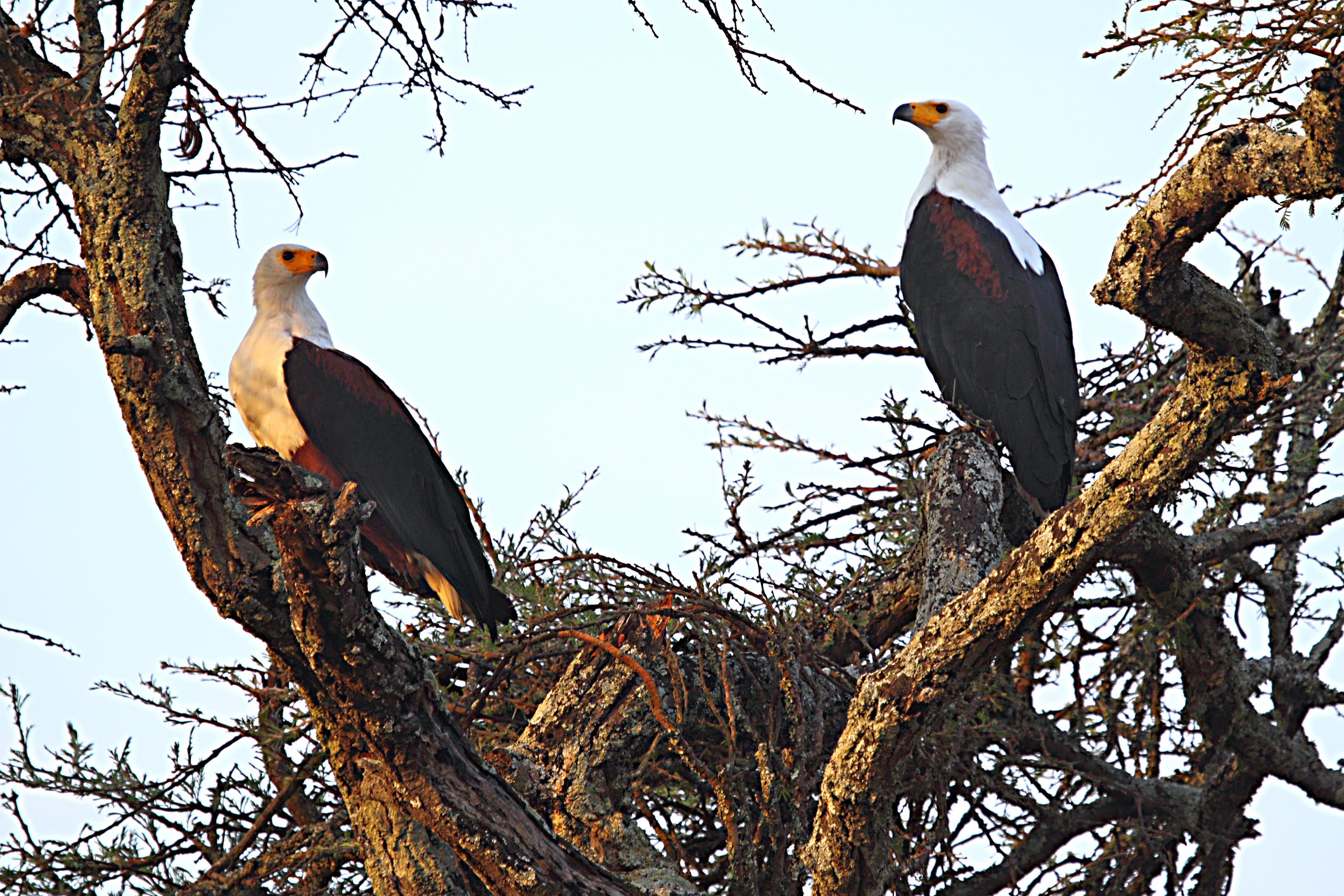 Two African fish eagles perched in a tree in Akagerna NP, Rwanda