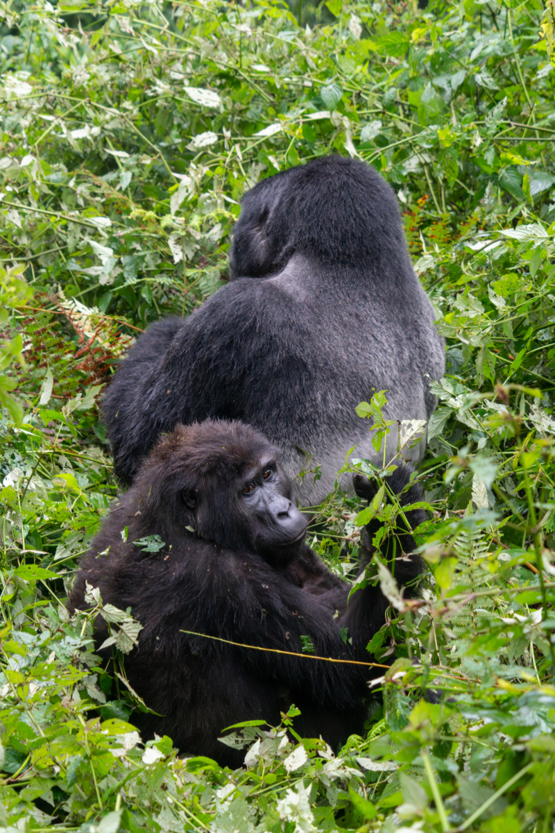 Gorilla trekking