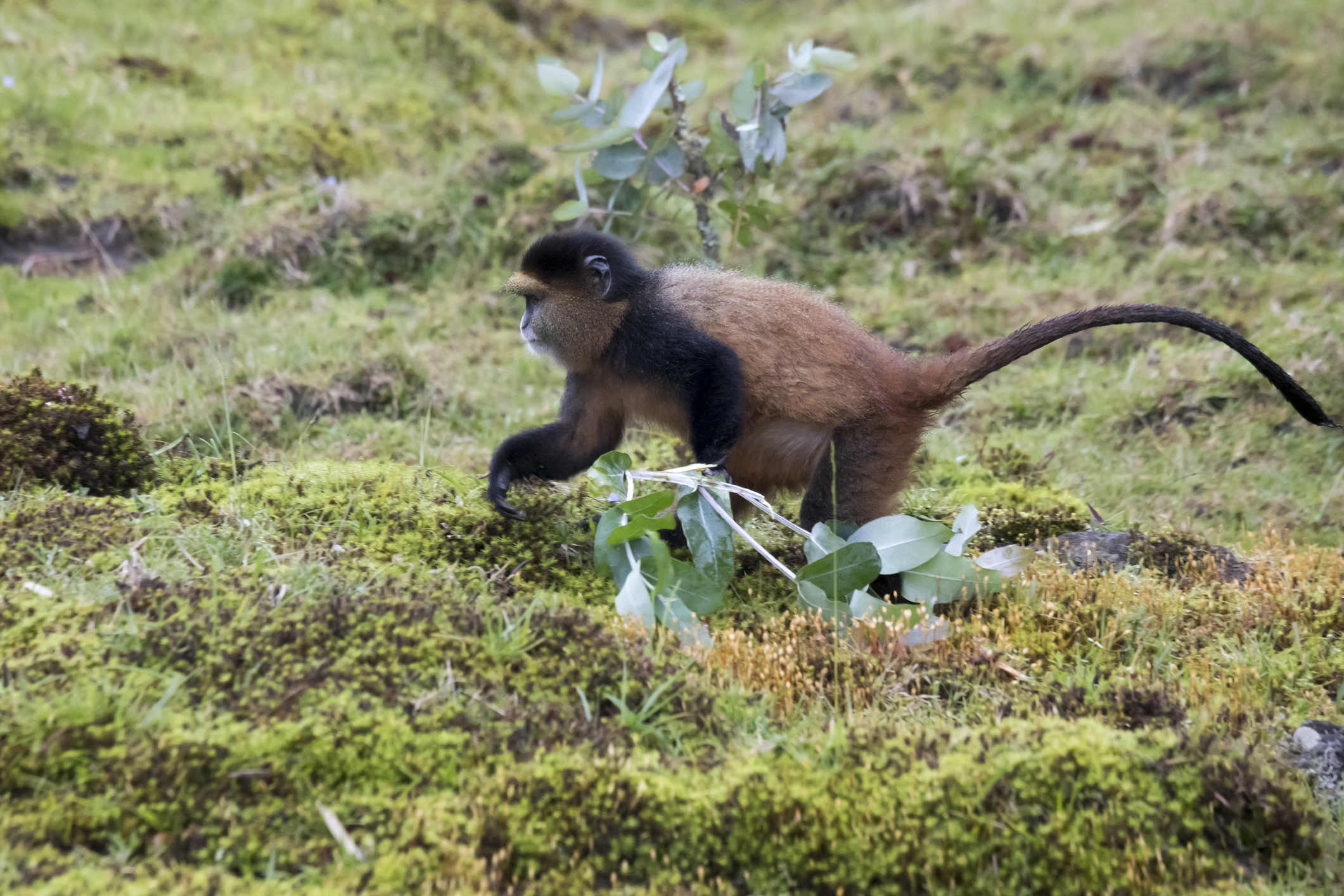 Foraging golden monkey running along ground in Volcanoes National Park, Virungas, Rwanda