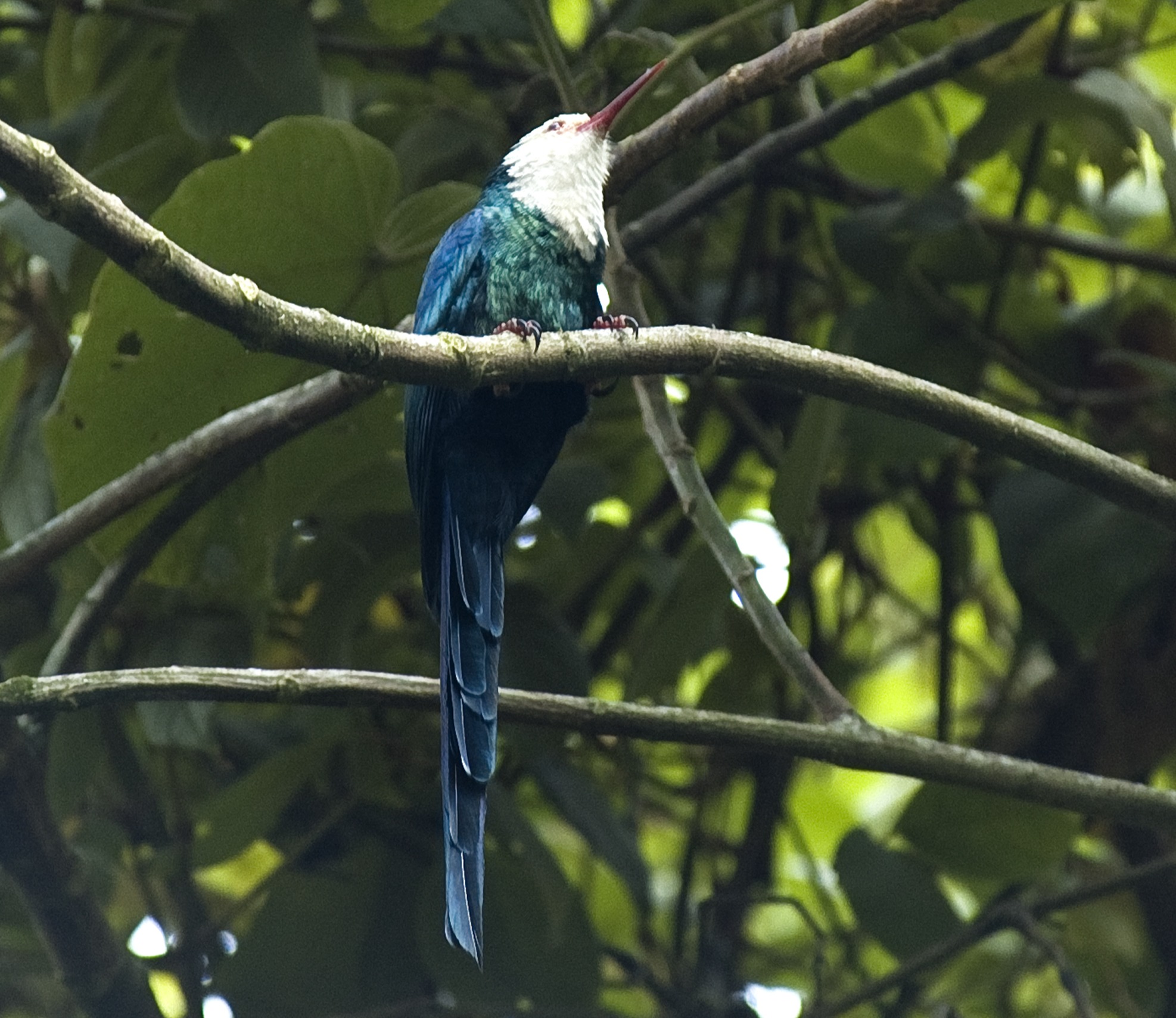 Ours. White-headed Wood Hoopoe Phoeniculus bollei perched in a tree in Bwindi