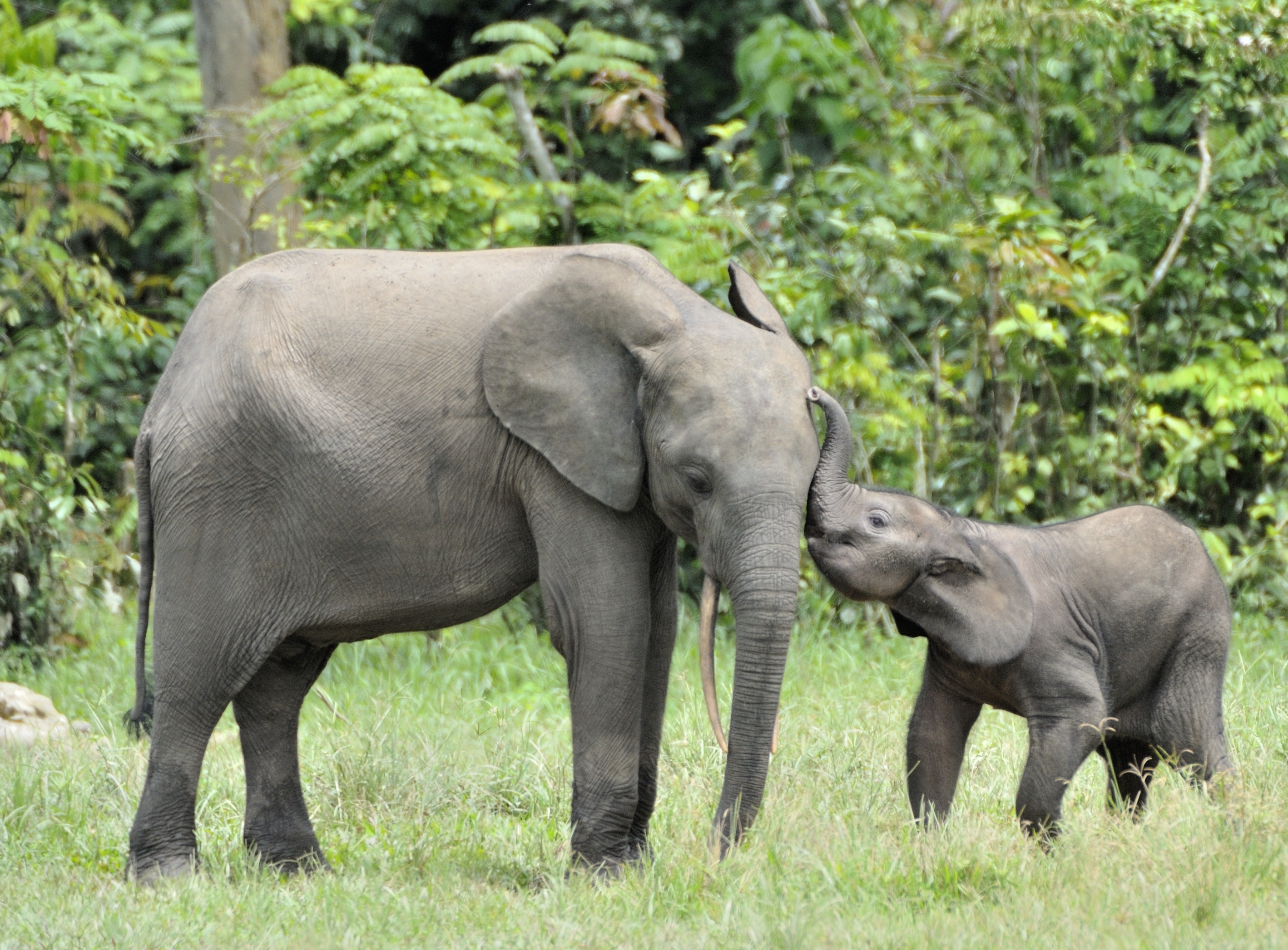 Ours. Mother and calf African forest elephants