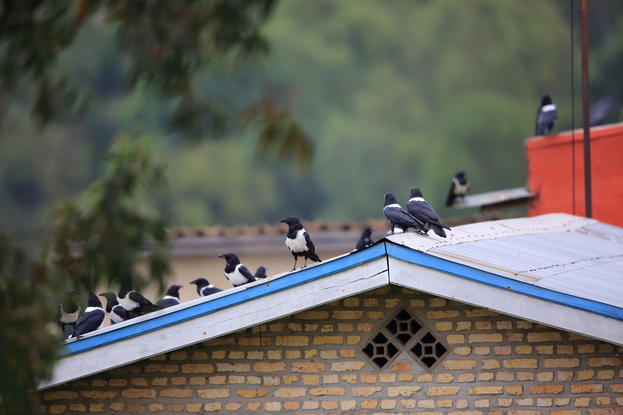 Ours. Pied crows on road in Nyungwe Forest National Park, Rwanda