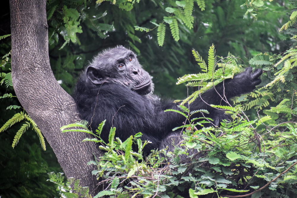Ours. Chimpanzee Resting on Tree