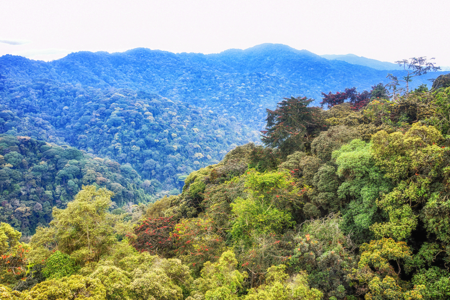 Ours. Tropical rainforest of Nyungwe National Park, Rwanda