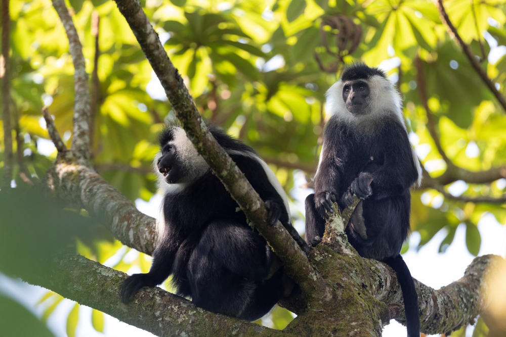Ours. Colobus monkeys in tree in Rwanda