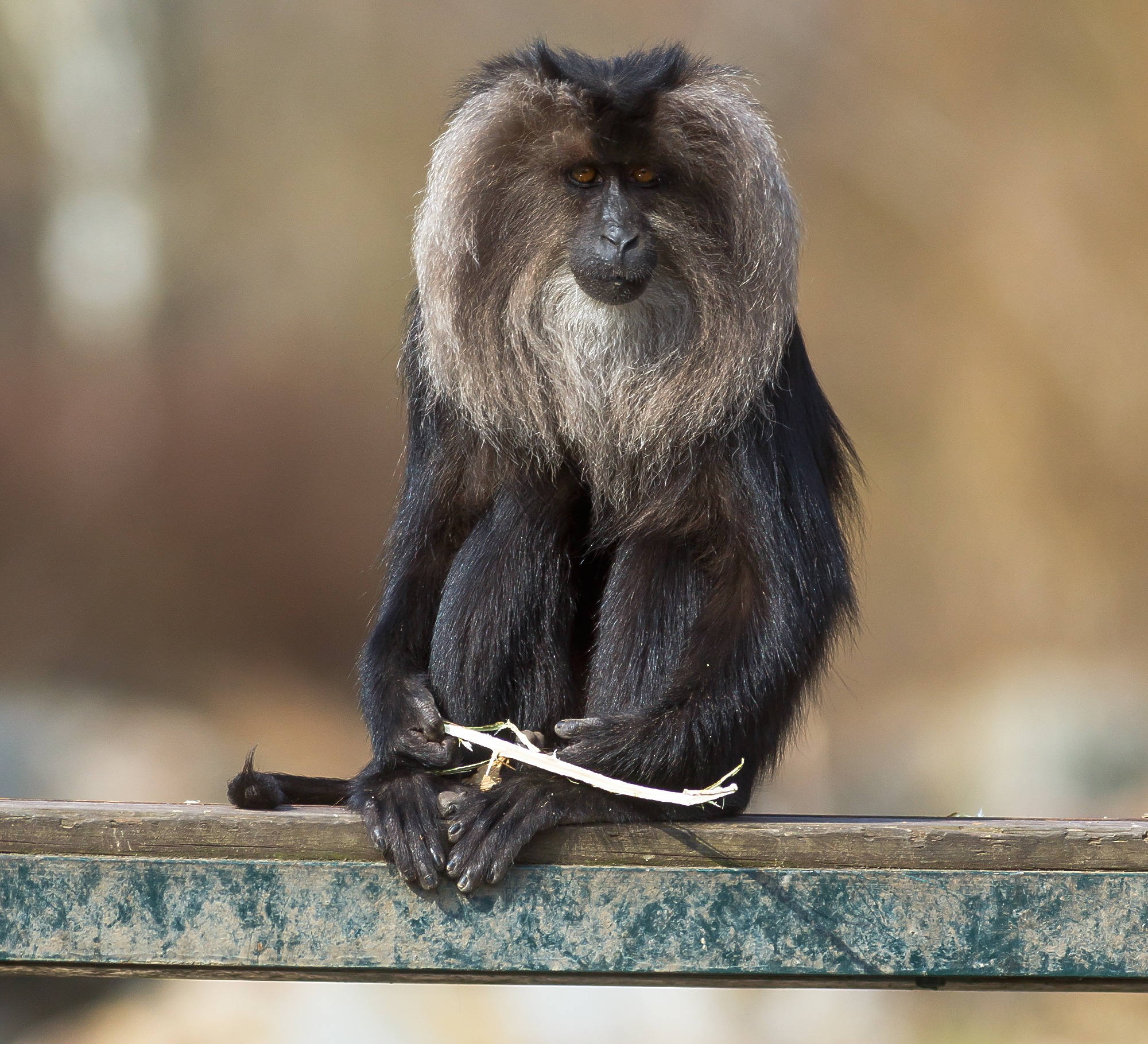 Ours. Close up of an Angola monkey, seated and facing camera