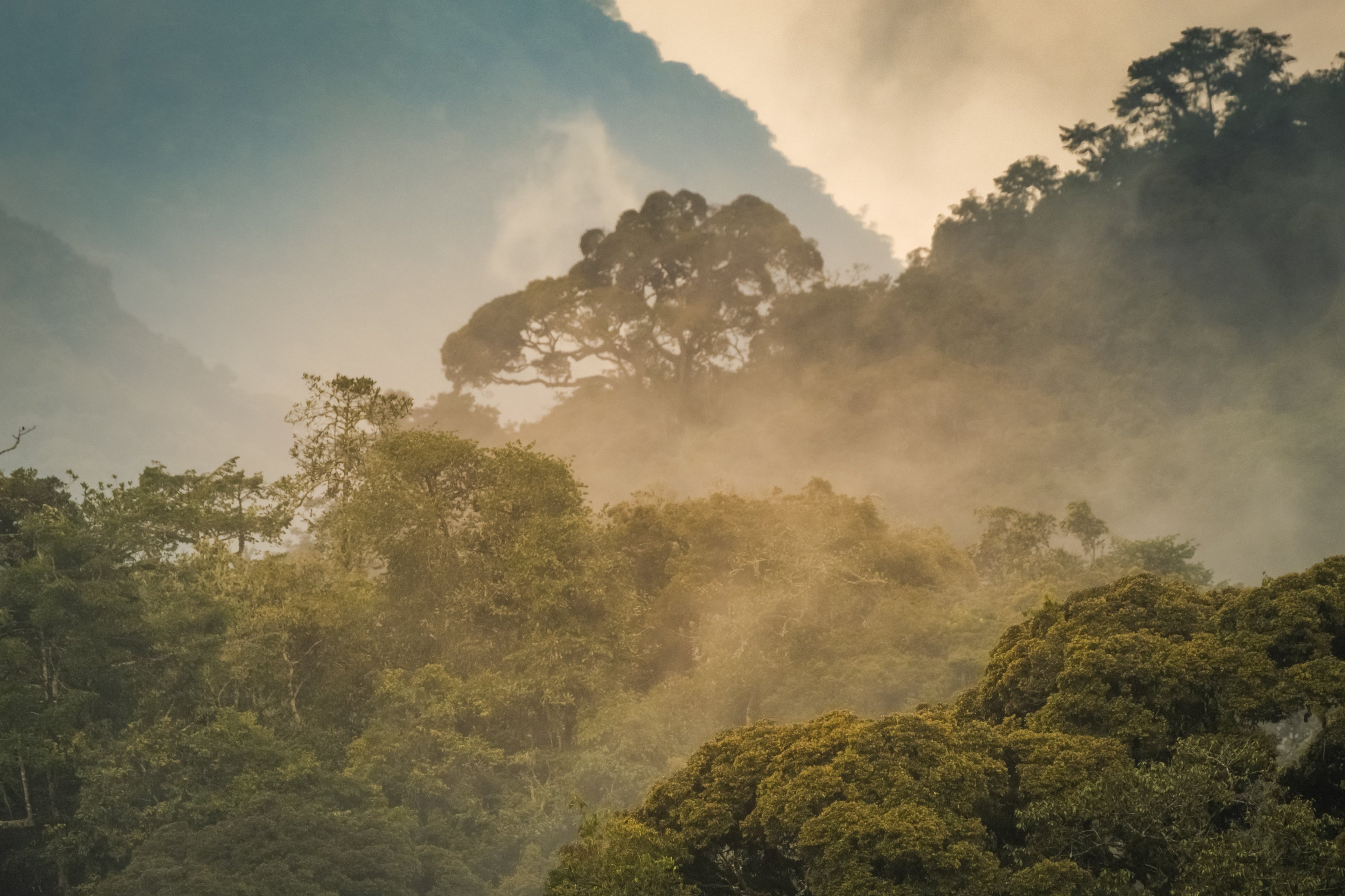 ours. Misty morning view over canopy walkway of Nyungwe Forest, Rwanda