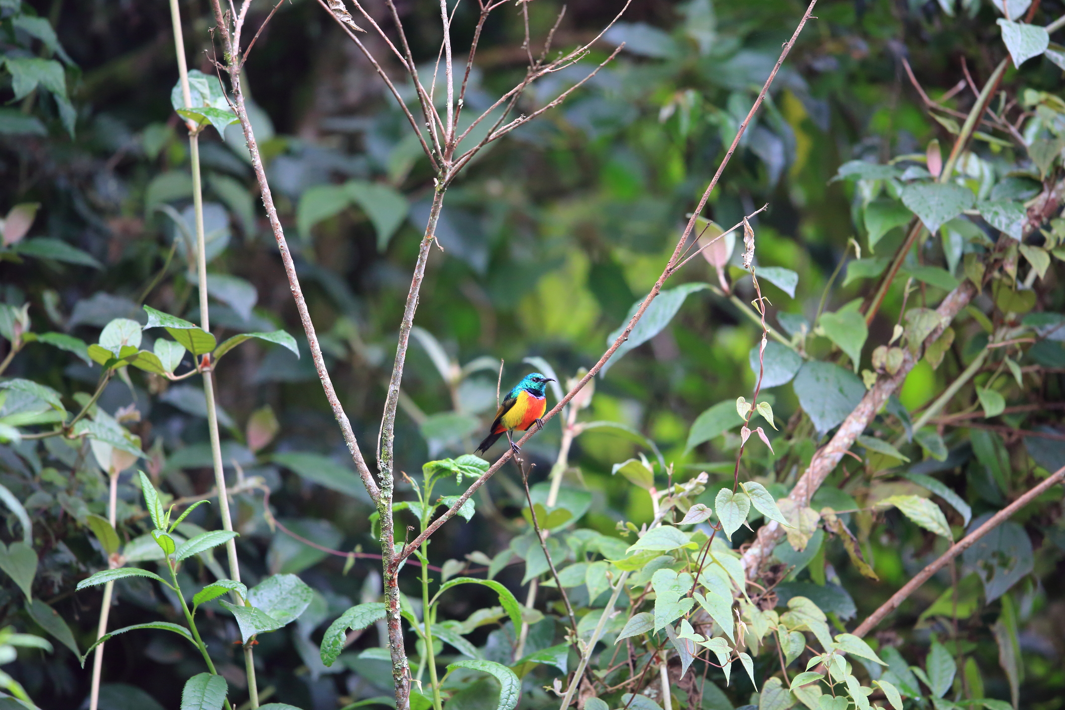 Ours. Regal sunbird (Cinnyris regius) in Nyungwe National Park, Rwanda