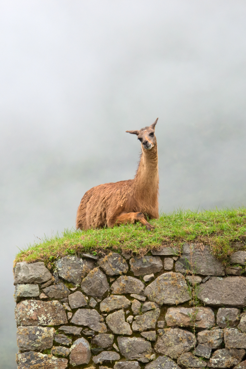 Llama 