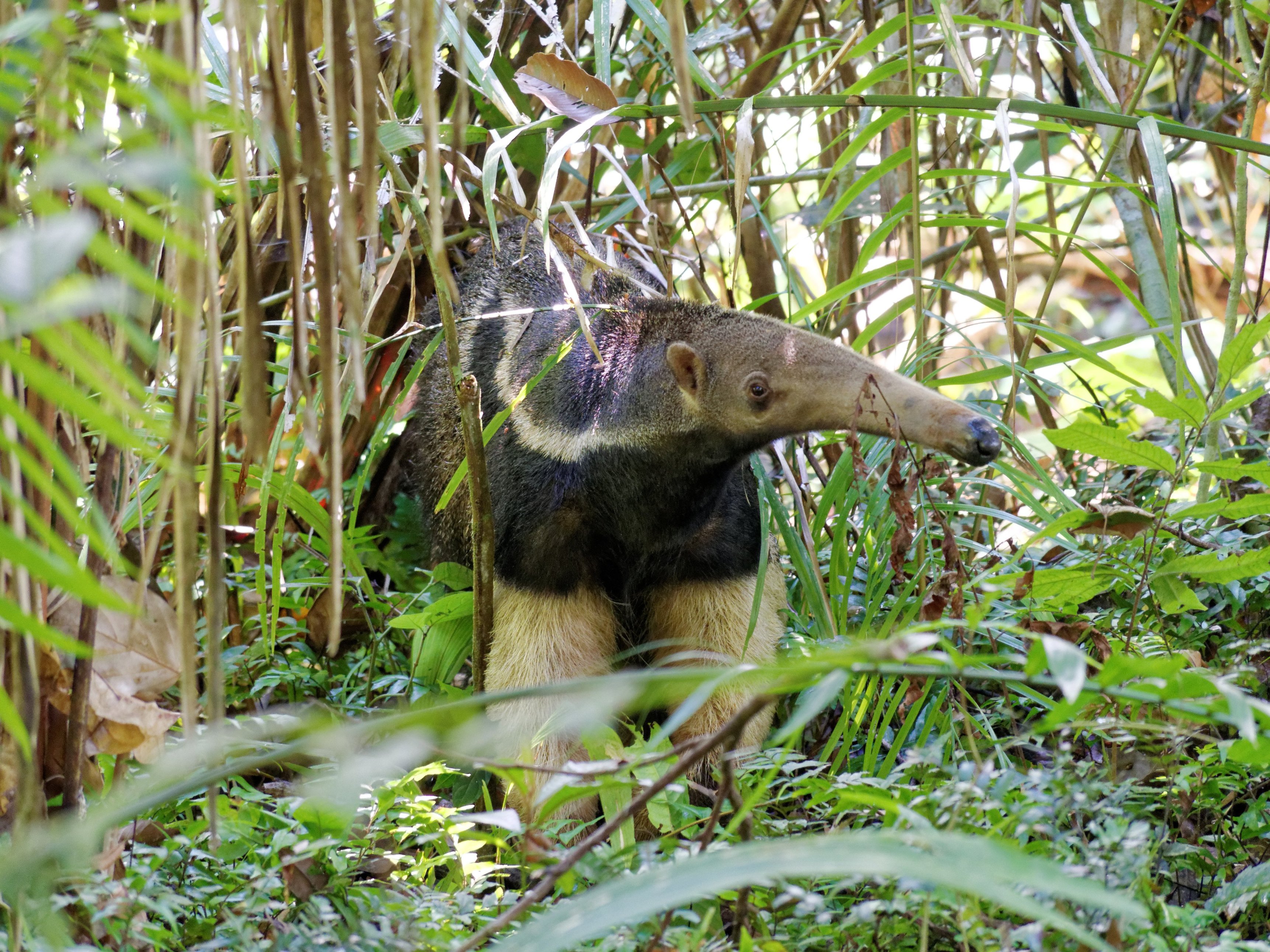 Sandoval lake giant anteater