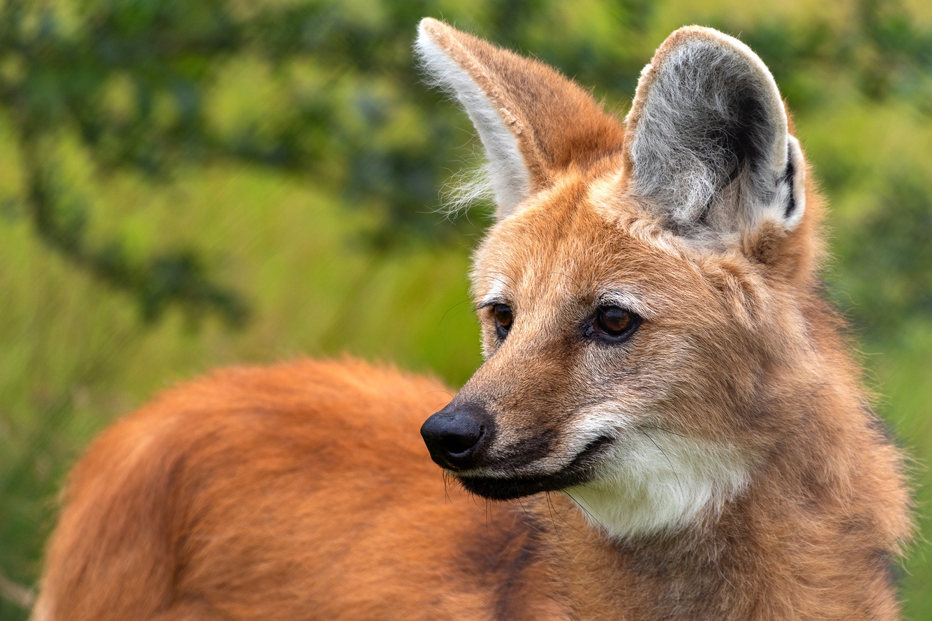Maned Wolf (Chrysocyon brachyurus), a large canine of South America