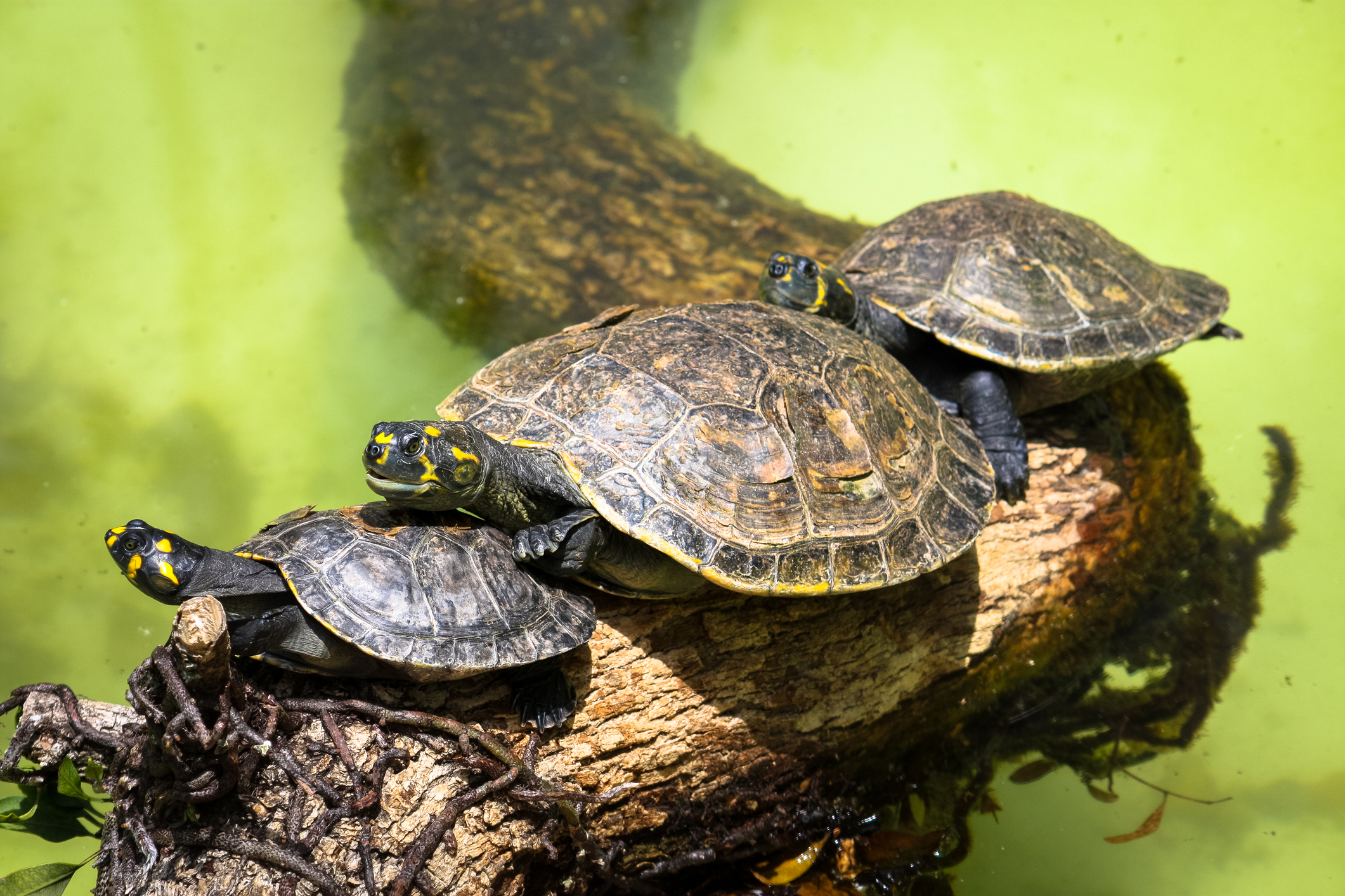 Yellow-spotted Amazon river turtle Podocnemis unifilis Tambopata rainforest