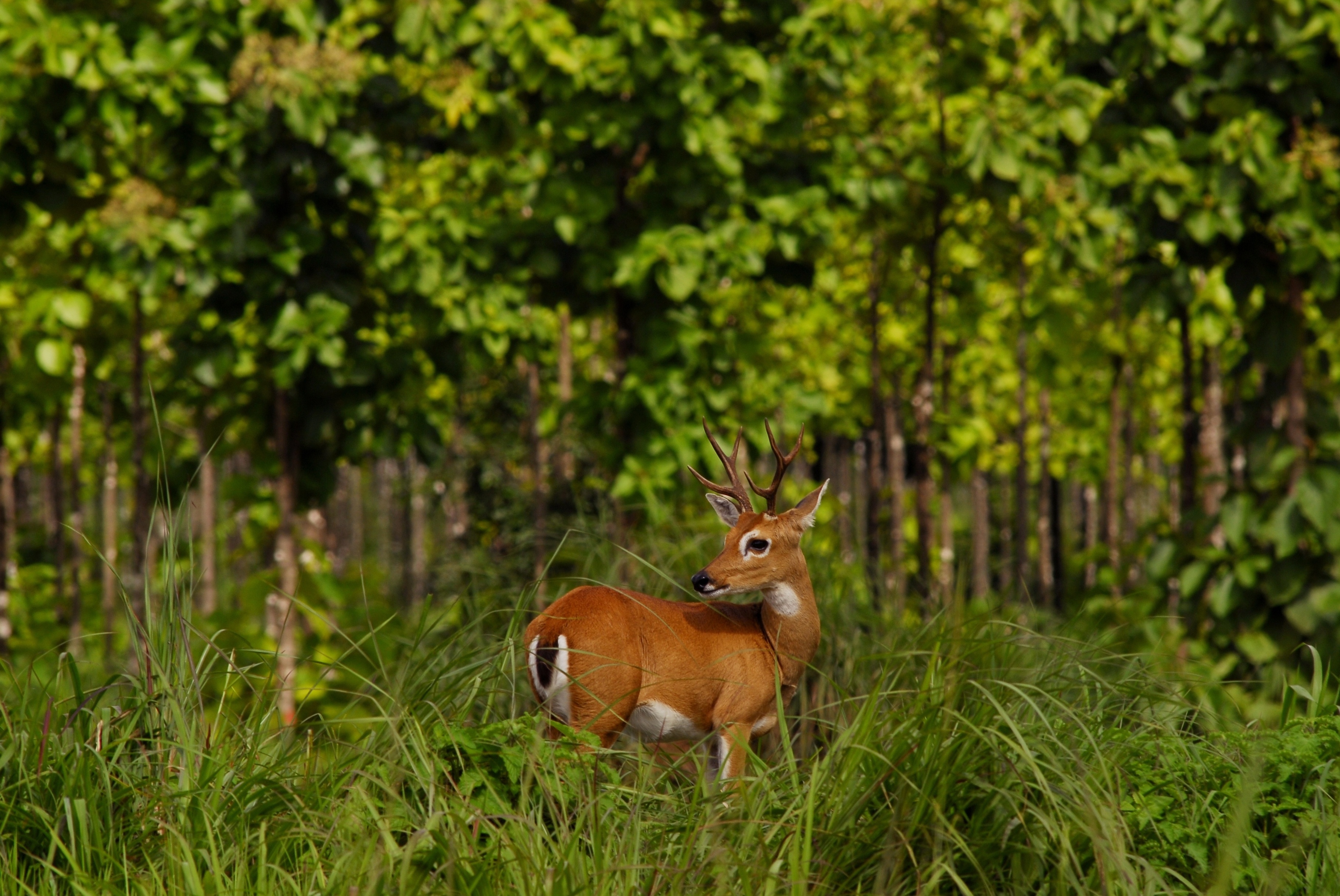 Deer marsh deer Blastocerus dichotomus animal nature
