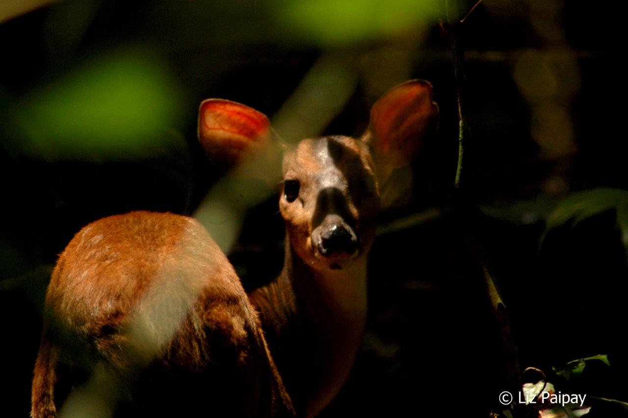 Red brocket Deer as seen behind vegetation