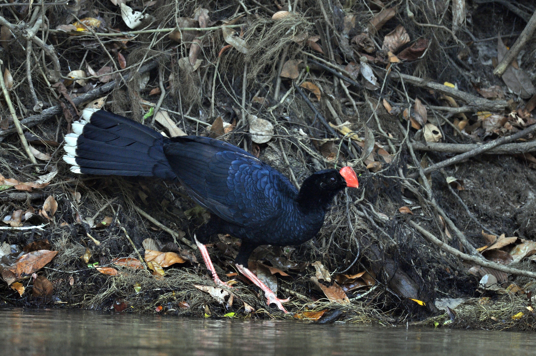 Ours. Razor-billed curassow by river's edge in Tambopata, Amazon rainforest, Peru