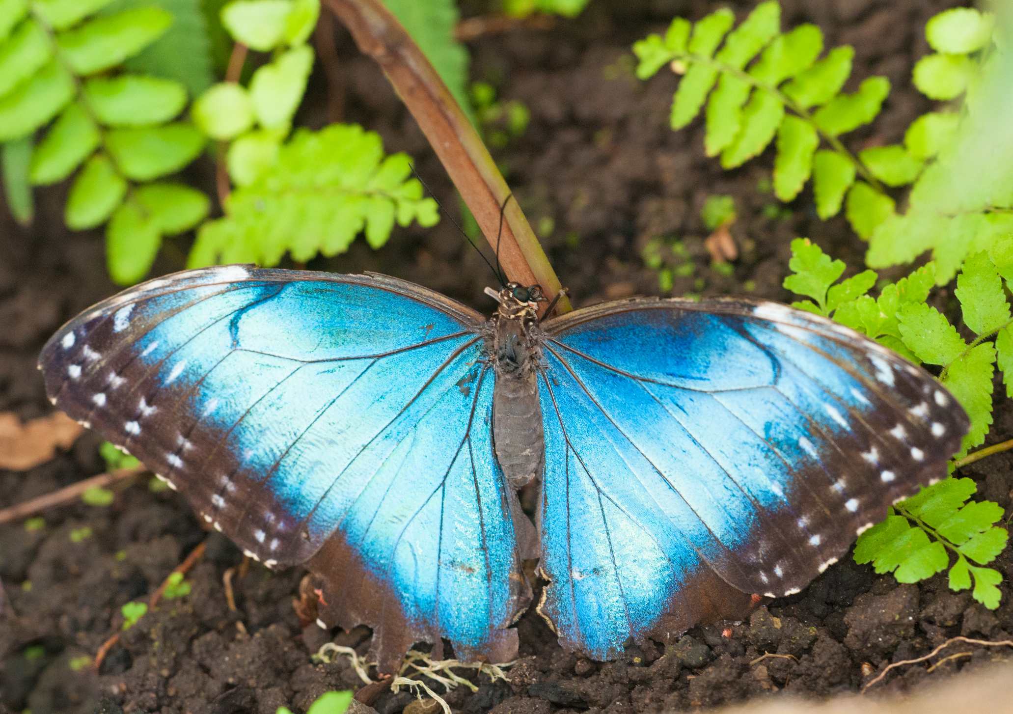 Ours. blue morpho menelaus butterfly