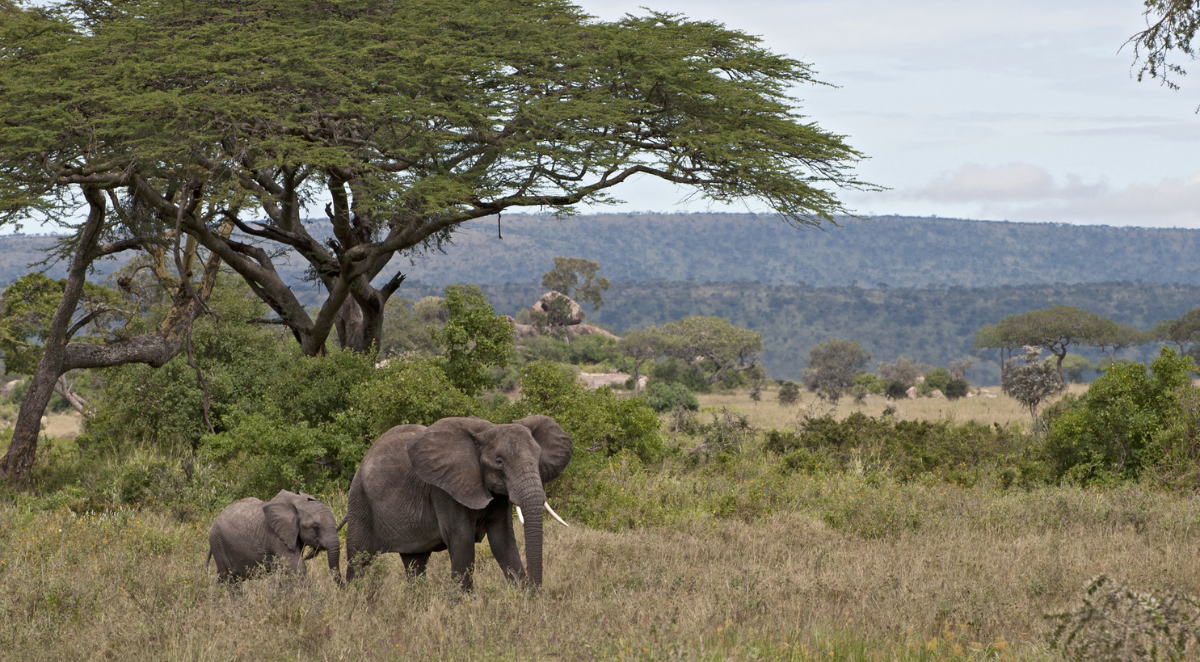 Serengeti National Park Tanzania