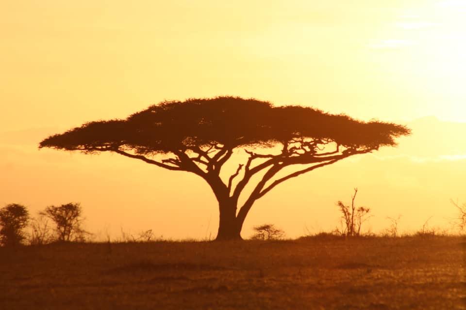 serengeti
