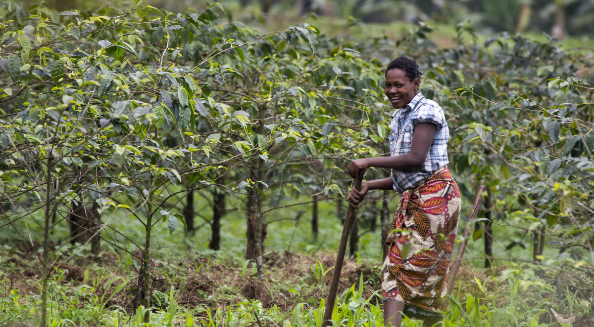 Coffee production in Tanzania
