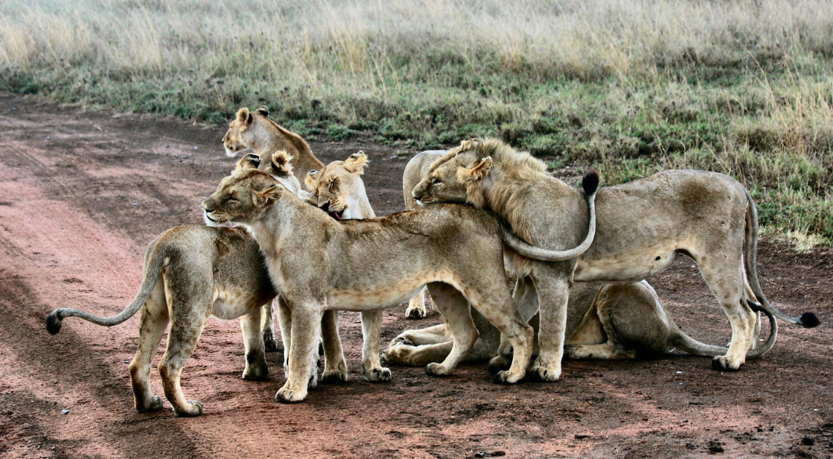 Lions in Tanzania