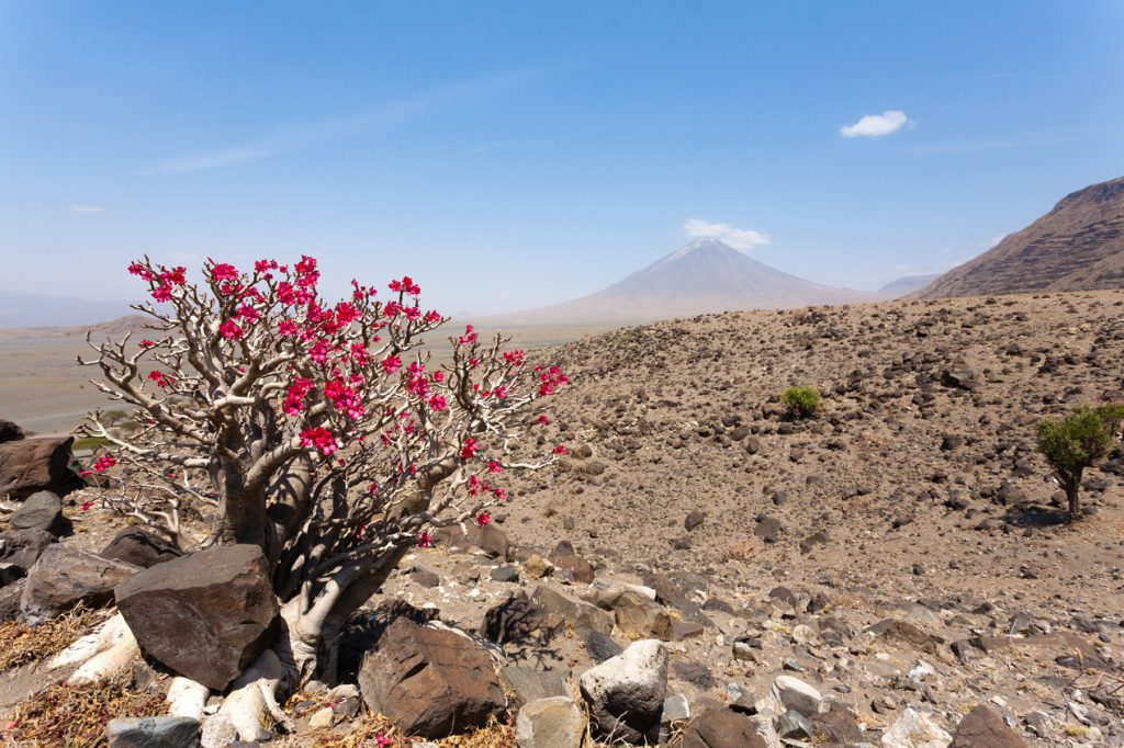 Mt-Ol-Doinyo-Lengai-and-desert-rose-tree-1-1024x682.jpg