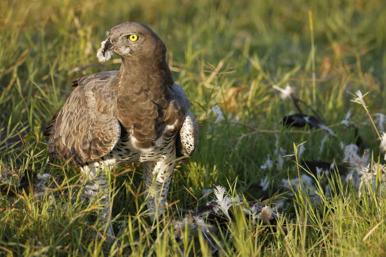 Ours. S. Martial eagle feeding on prey, Ngorongoro Conservation Area
