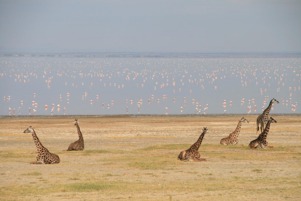 Giraffes-and-flamingoes-1024x683.jpg