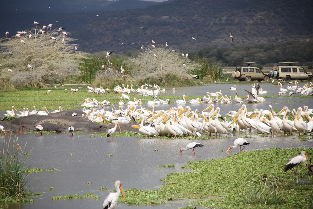 Manyara-and-pelicans.jpg