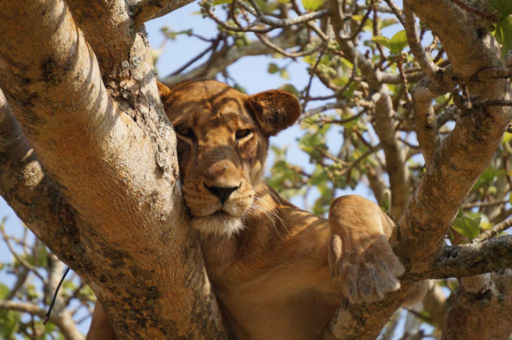 Tree-climbing-lion-Queen-Liz-NP-1024x680.jpg