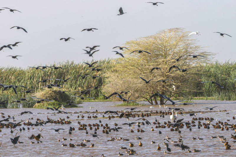 African-spoonbills_and_ducks_Lake_Manyara.jpg