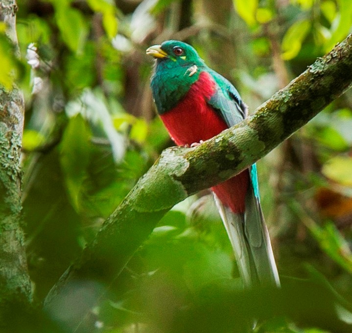Narina-trogon-in-Uganda.jpg