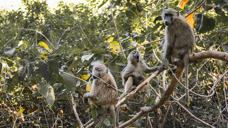 Baboons-in-Lake-Manyara-forest.jpg