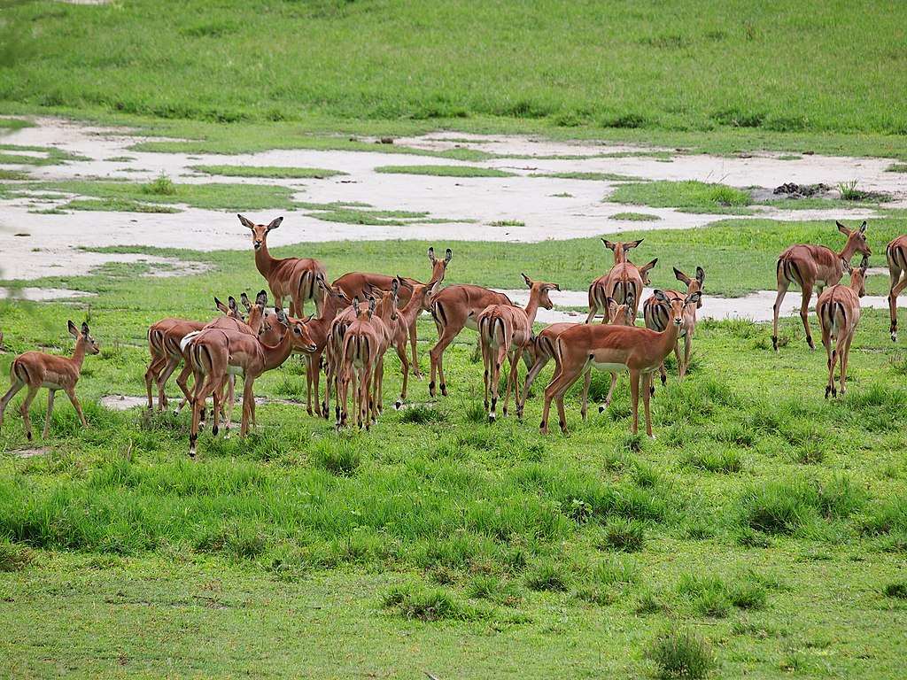 Antelopes-Lake-Manyara.jpeg