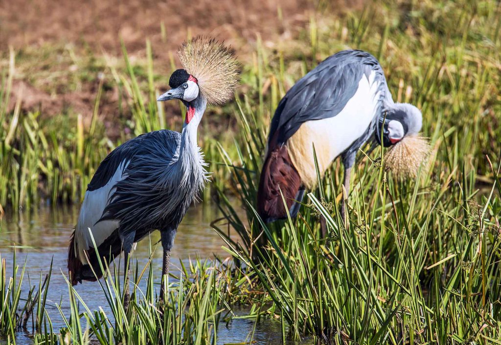 Grey-crowned-cranes-in-Uganda-1024x706.jpg